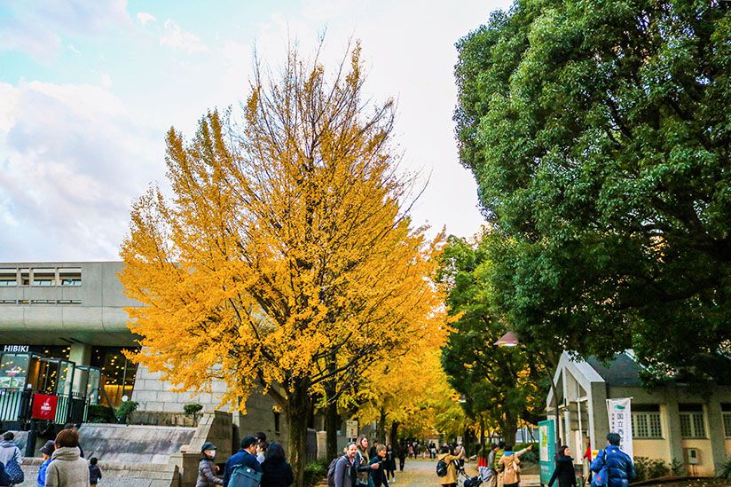 東京賞楓 紅葉 銀杏景點推薦 排行 介紹 Lazy Japan 懶遊日本